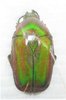 Centrantyx (Nitidocentrantyx) nitidus nitidus mâle A1