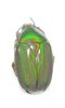 Centrantyx (Vitticentrantyx) rouibeti mâle A1