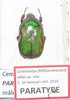 Centrantyx (Vitticentrantyx) abiyi A1 male PARATYPE
