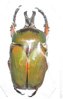 Compsocephalus horsfieldianus noguchii mâle A1  42 mm