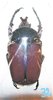 Compsocephalus horsfieldianus noguchii mâle A1  32 mm