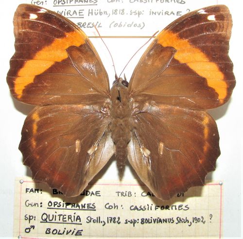 Opsiphanes quiteria bolivianus mâle A1