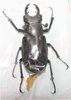 Lucanus laticornis A1 male 48 mm