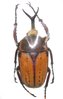 Megalorrhina harrisi peregrina mâle A1 54+ mm