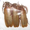 Neoclosterus lujae set of 3 A1 males