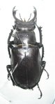 Lucanus laticornis mâle A1 47 mm