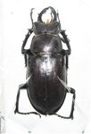 Lucanus laticornis mâle A1 42+ mm