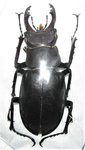 Lucanus laticornis mâle A1 50 mm