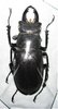 Lucanus laticornis mâle A1 52+ mm