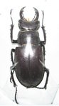 Lucanus laticornis mâle A1 51 mm