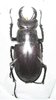 Lucanus laticornis A1 male 51 mm