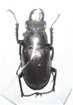 Lucanus laticornis mâle A1 38 mm