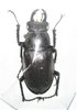 Lucanus laticornis A1 male 38 mm