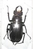 Lucanus laticornis A- male 47 mm
