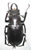 Lucanus laticornis A1 male 41 mm