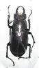 Lucanus laticornis A1 male 41+ mm