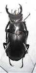 Lucanus laticornis A1 male 50+ mm