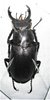 Lucanus laticornis A1 male 50 mm