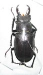 Lucanus laticornis mâle A1 49+ mm