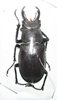 Lucanus laticornis A1 male 49+ mm