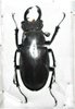 Lucanus laticornis mâle A1 47 + mm