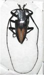 Demagogus larvatus donaldsoni mâle A1 29 mm