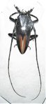 Demagogus larvatus donaldsoni mâle A1 35 mm