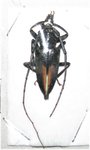 Demagogus larvatus donaldsoni  mâle A2 26 mm