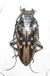 Demagogus larvatus donaldsoni  femelle A1 30 mm