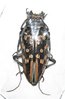Demagogus larvatus donaldsoni  A1 female 30 mm
