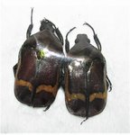 Plaesiorrhinella erythreana lot de 2 mâles A1