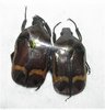Plaesiorrhinella erythreana Set of 2 A1 males