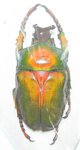 Compsocephalus dmitriewi milishai mâle A1 34 mm