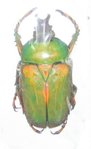Compsocephalus dmitriewi milishai mâle A1 32 mm