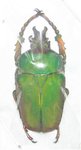 Compsocephalus dmitriewi milishai A1 male 33 mm