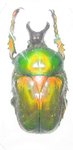 Compsocephalus dmitriewi milishai A1 male 41 mm