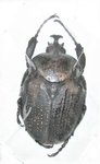 Hegemus pluto calogeroi mâle A1 37 mm