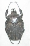 Hegemus pluto calogeroi mâle A1 38 mm