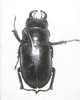 Pseudolucanus barbarosa A1 mâle 35 mm
