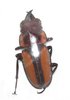 Prosopocoilus perbeti A- male 27 mm