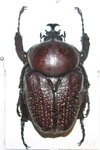 Hegemus peregrinus A1/A- male 48 mm
