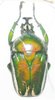 Dicronorrhina derbyana layardi mâle A1  46 mm