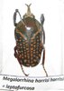 Megalorrhina harrisi harrisi (= leptofurcosa) A1 male 33 mm