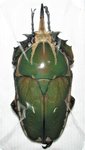 Mecynorrhina torquata poggei mâle A1  84 mm