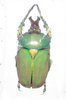 Compsocephalus dmitriewi dmitriewi A1 male 35 mm