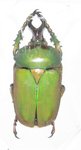 Compsocephalus dmitriewi dmitriewi A1 male 37 mm