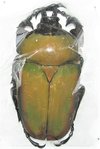 Compsocephalus (Stephanocrates) bennigseni mâle A1 42+ mm