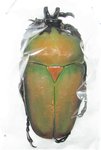 Compsocephalus (Stephanocrates) bennigseni A1 male 44+ mm