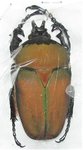 Compsocephalus (Stephanocrates) bennigseni mâle A1 41 mm
