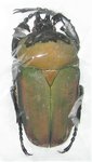 Compsocephalus (Stephanocrates) bennigseni mâle A1 40 mm